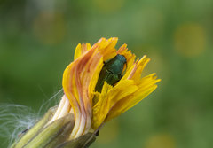 Psilothrix viridicoerulea