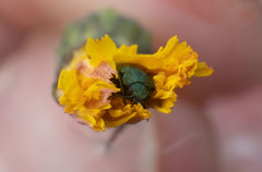 Psilothrix viridicoerulea