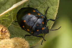 Pachycoris klugii