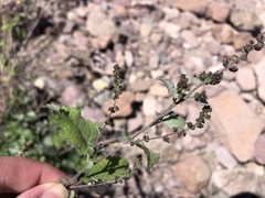 Ambrosia cordifolia