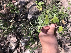 Ambrosia cordifolia