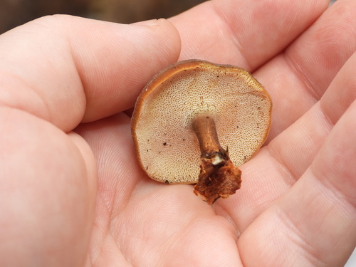 Žieminė Skylėtbudė