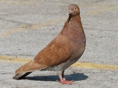 Columba livia