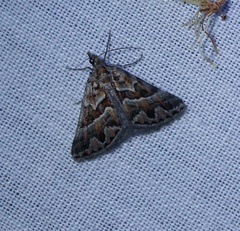 Dichromodes poecilotis