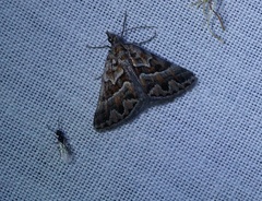 Dichromodes poecilotis