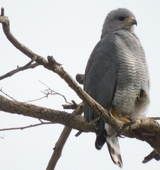 Buteo plagiatus