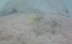 Lutjanus fulviflamma