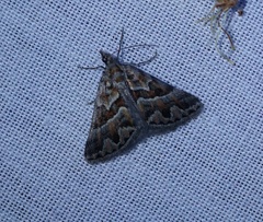 Dichromodes poecilotis
