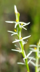 Symphionema paludosum