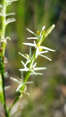 Symphionema paludosum