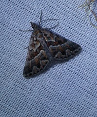 Dichromodes poecilotis