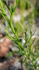 Symphionema paludosum