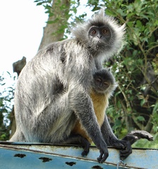 Trachypithecus selangorensis