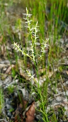 Symphionema paludosum