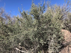 Quercus ajoensis