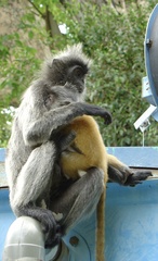 Trachypithecus selangorensis