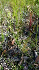 Symphionema paludosum