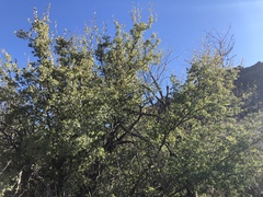 Quercus ajoensis