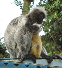 Trachypithecus selangorensis