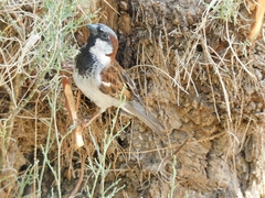 Passer domesticus