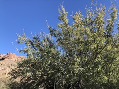Quercus ajoensis