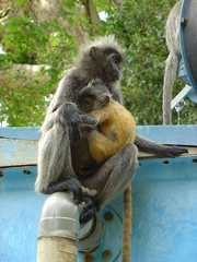 Trachypithecus selangorensis