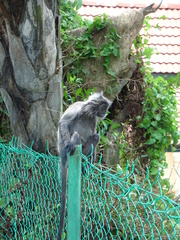 Trachypithecus selangorensis