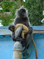 Trachypithecus selangorensis