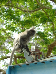 Trachypithecus selangorensis