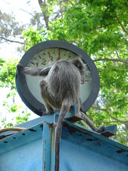Trachypithecus selangorensis