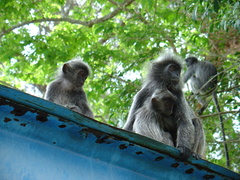 Trachypithecus selangorensis