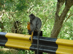 Trachypithecus selangorensis