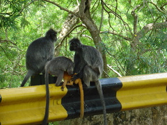 Trachypithecus selangorensis