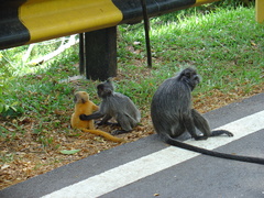 Trachypithecus selangorensis