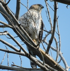 Accipiter cooperii
