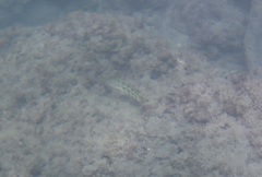 Thalassoma trilobatum