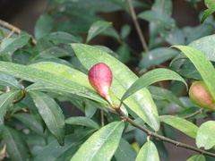 Ficus pyriformis