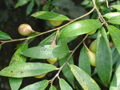 Ficus pyriformis