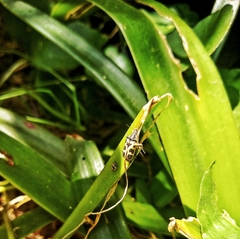 Astylus atromaculatus