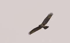 Buteo jamaicensis