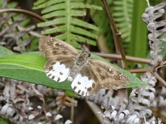 Tagiades menaka