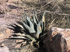 Agave simplex