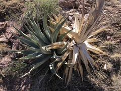 Agave simplex