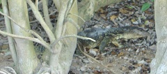 Varanus salvator macromaculatus
