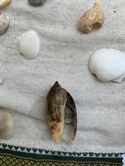 Agaronia gibbosa