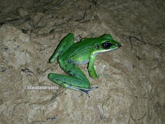 Odorrana hosii