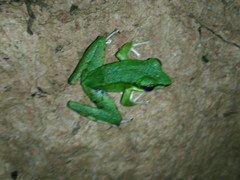 Odorrana hosii