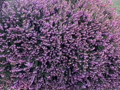 Erica carnea