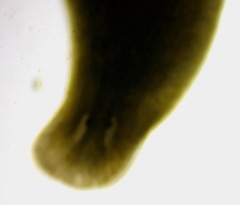 Planariidae