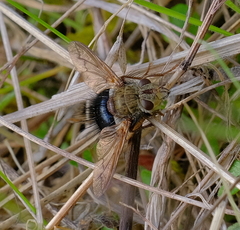 Epalpus